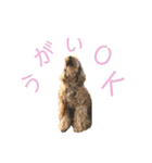 mofumofudogs5（個別スタンプ：15）