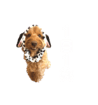 mofumofudogs5（個別スタンプ：20）