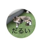 てりすたんぷ（個別スタンプ：2）