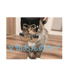てりすたんぷ（個別スタンプ：6）