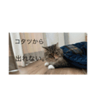 てりすたんぷ（個別スタンプ：8）