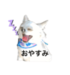 チワワのカイトくんの日常（個別スタンプ：3）