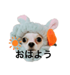 チワワのカイトくんの日常（個別スタンプ：7）