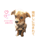 愛犬スタンプ(パスカル編)（個別スタンプ：3）