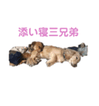 愛犬スタンプ(パスカル編)（個別スタンプ：7）