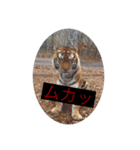 トトラトラトラスタンプ（個別スタンプ：1）