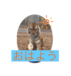 トトラトラトラスタンプ（個別スタンプ：2）