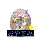 トトラトラトラスタンプ（個別スタンプ：3）