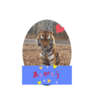 トトラトラトラスタンプ（個別スタンプ：4）