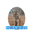 トトラトラトラスタンプ（個別スタンプ：5）