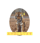 トトラトラトラスタンプ（個別スタンプ：7）
