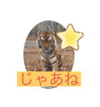 トトラトラトラスタンプ（個別スタンプ：9）