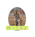 トトラトラトラスタンプ（個別スタンプ：10）