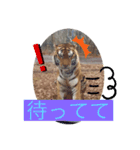 トトラトラトラスタンプ（個別スタンプ：11）