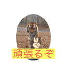 トトラトラトラスタンプ（個別スタンプ：12）