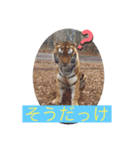 トトラトラトラスタンプ（個別スタンプ：15）