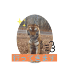トトラトラトラスタンプ（個別スタンプ：17）