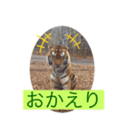 トトラトラトラスタンプ（個別スタンプ：19）