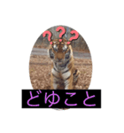 トトラトラトラスタンプ（個別スタンプ：21）