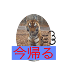 トトラトラトラスタンプ（個別スタンプ：23）