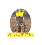 トトラトラトラスタンプ（個別スタンプ：24）
