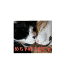 taanyan（個別スタンプ：7）