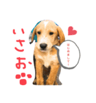 いやしのいさお（個別スタンプ：1）
