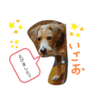 いやしのいさお（個別スタンプ：3）