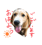 いやしのいさお（個別スタンプ：4）