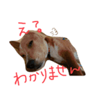 いやしのいさお（個別スタンプ：5）