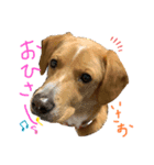 いやしのいさお（個別スタンプ：11）