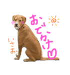 いやしのいさお（個別スタンプ：14）