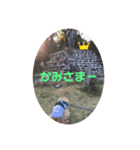 マルプーのロン（個別スタンプ：5）