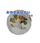 ベスの毎日 デカ文字 大人言葉バージョン（個別スタンプ：4）
