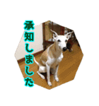 ベスの毎日 デカ文字 大人言葉バージョン（個別スタンプ：5）