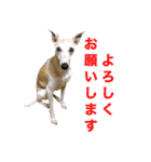 ベスの毎日 デカ文字 大人言葉バージョン（個別スタンプ：8）