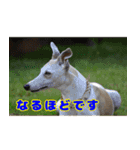 ベスの毎日 デカ文字 大人言葉バージョン（個別スタンプ：11）