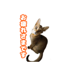 ベスの毎日 デカ文字 大人言葉バージョン（個別スタンプ：14）