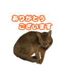 ベスの毎日 デカ文字 大人言葉バージョン（個別スタンプ：15）