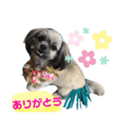 マルシーズのティナちゃん（個別スタンプ：6）