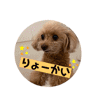 トイプードルなっちゃん②（個別スタンプ：1）