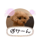 トイプードルなっちゃん②（個別スタンプ：3）