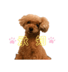 トイプードルなっちゃん②（個別スタンプ：5）