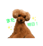 トイプードルなっちゃん②（個別スタンプ：6）