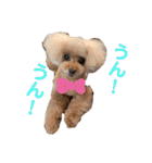 トイプードルなっちゃん②（個別スタンプ：9）