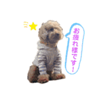 トイプードルなっちゃん②（個別スタンプ：23）