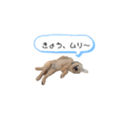 ゴールデンレトリバーとわ＆ゆい（個別スタンプ：10）