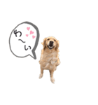 ゴールデンレトリバーとわ＆ゆい（個別スタンプ：11）