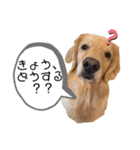 ゴールデンレトリバーとわ＆ゆい（個別スタンプ：21）