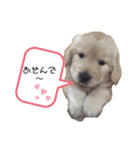 ゴールデンレトリバーとわ＆ゆい（個別スタンプ：22）